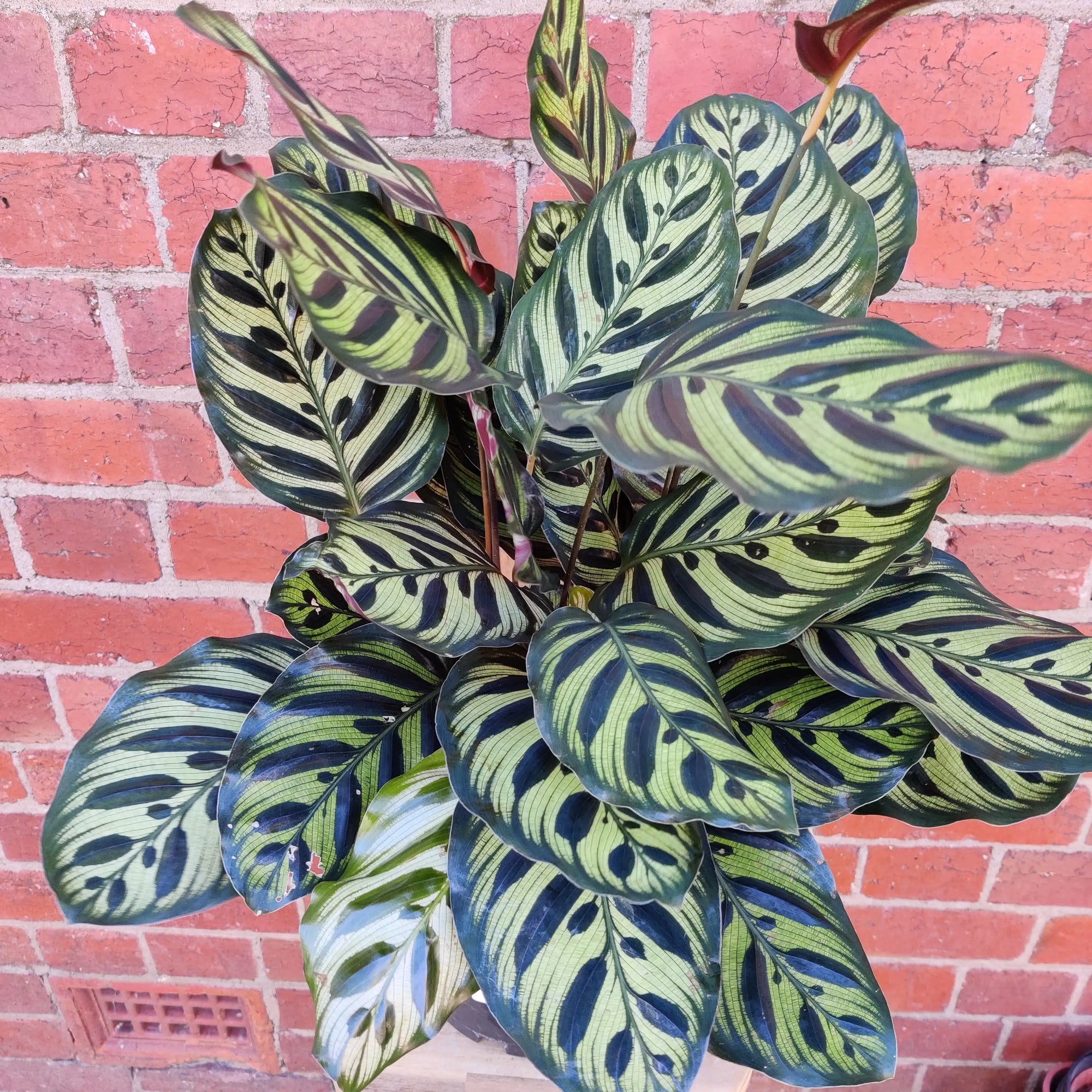 Peacock Calathea (Makoyana) - 20cm pot Folia House