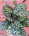 Peacock Calathea (Makoyana) - 20cm pot Folia House