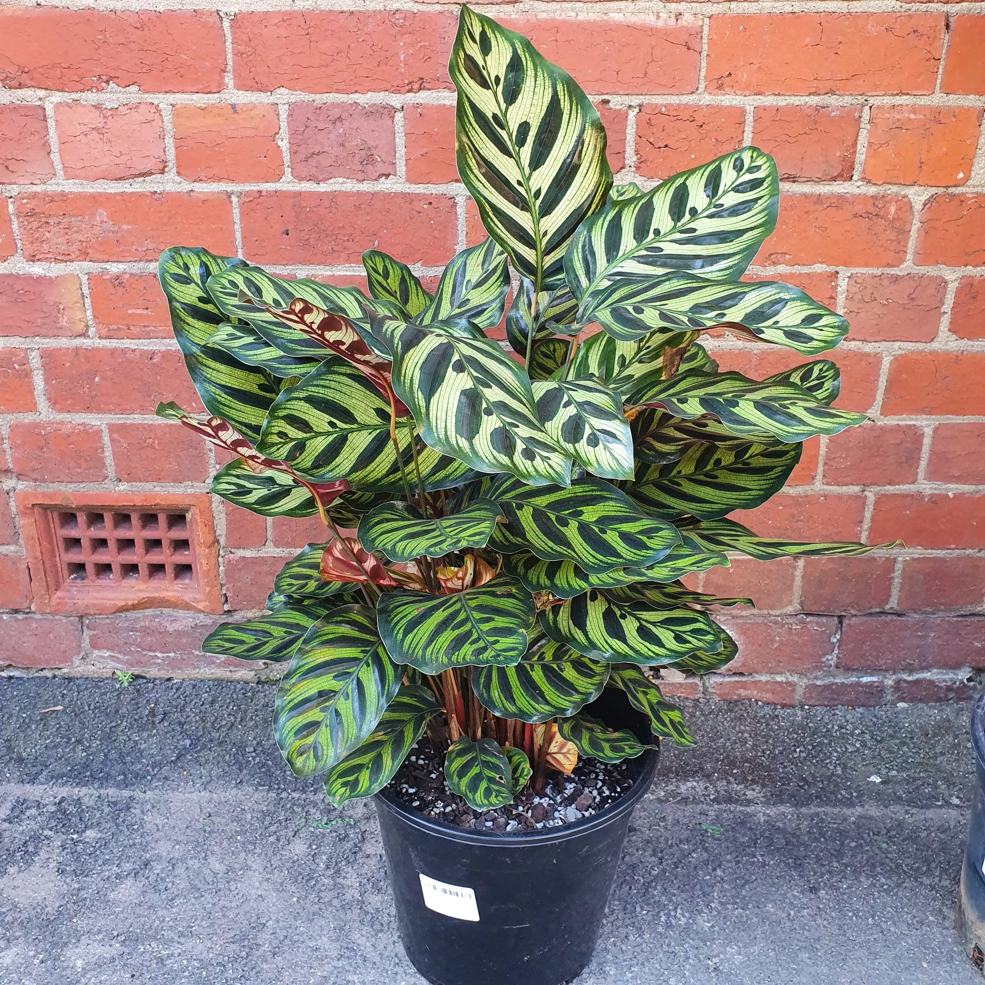 Peacock Calathea (Makoyana) - 25cm pot Folia House