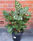 Peacock Calathea (Makoyana) - 25cm pot Folia House