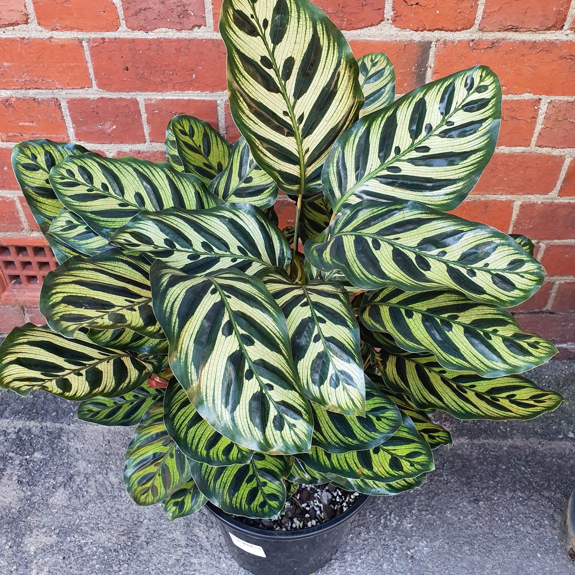 Peacock Calathea (Makoyana) - 25cm pot Folia House