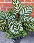 Peacock Calathea (Makoyana) - 25cm pot Folia House