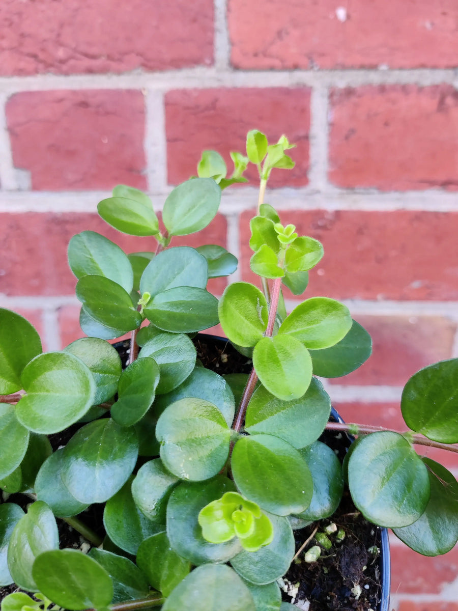 Peperomia Rotundifolia Rondo Venetiano - 12cm Pot Folia House