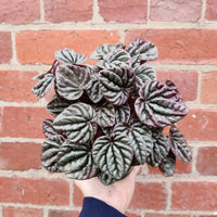 Peperomia Schumi Silver - 13cm Pot Folia House