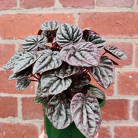 Peperomia Schumi Silver - 13cm Pot Folia House