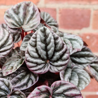 Peperomia Schumi Silver - 13cm Pot Folia House