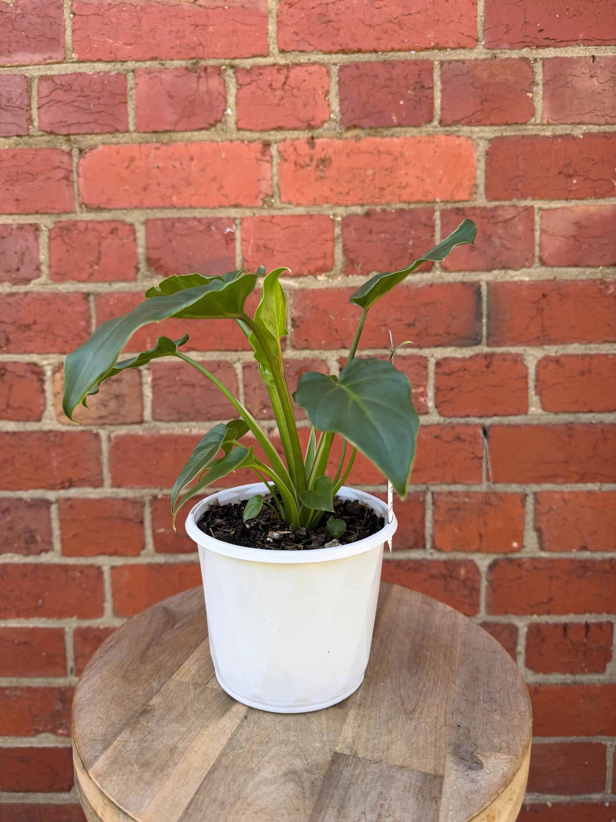 Philodendron - 13cm Pot Folia House