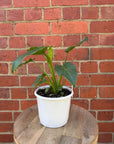 Philodendron - 13cm Pot Folia House