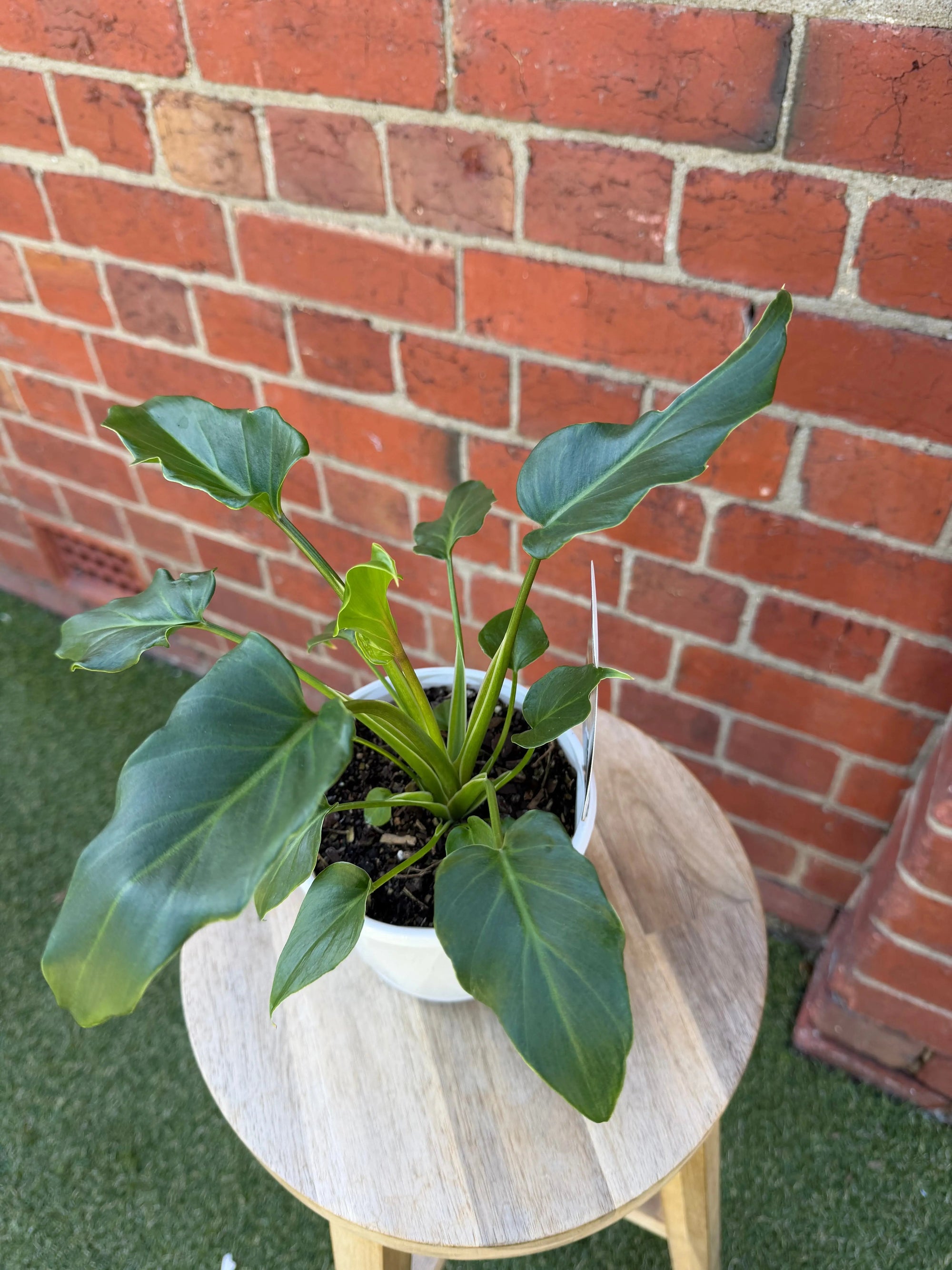 Philodendron - 13cm Pot Folia House