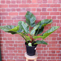 Philodendron Imperial Green - 25cm pot Folia House