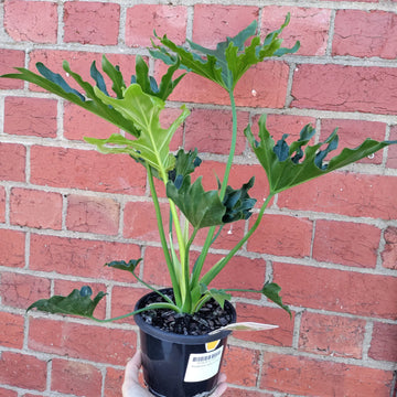 Philodendron Lickety Split - 13cm Pot Folia House