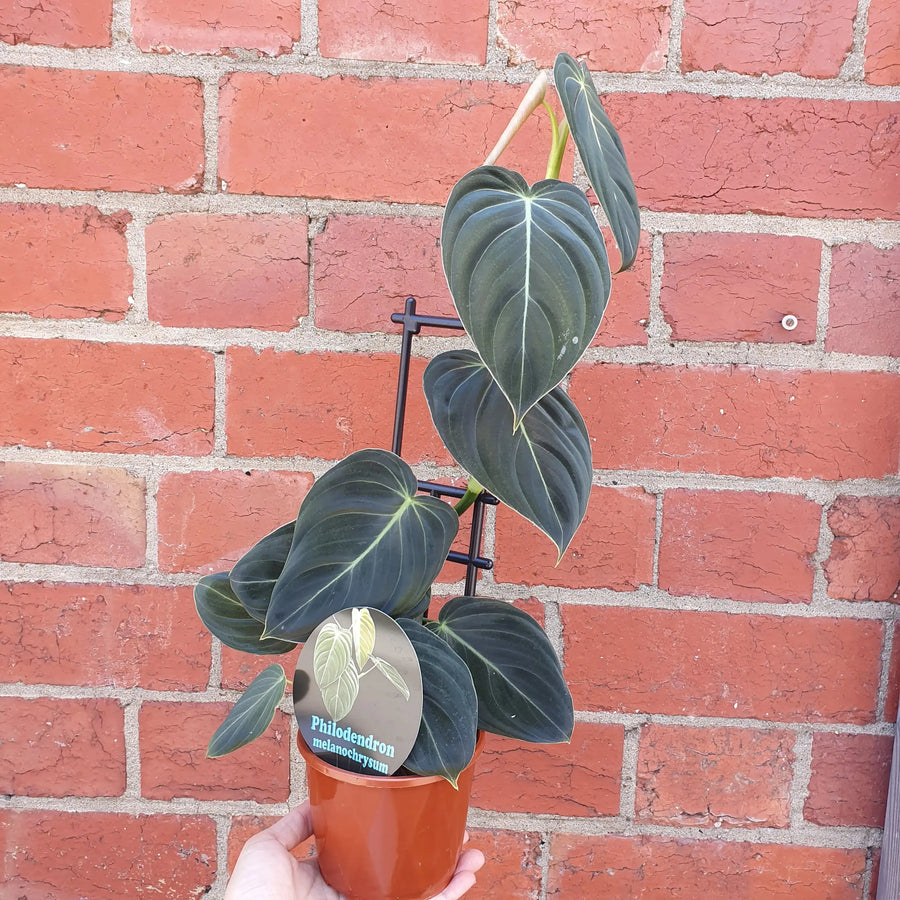 Philodendron Melanochrysum - 13cm pot Folia House