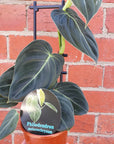 Philodendron Melanochrysum - 13cm pot Folia House