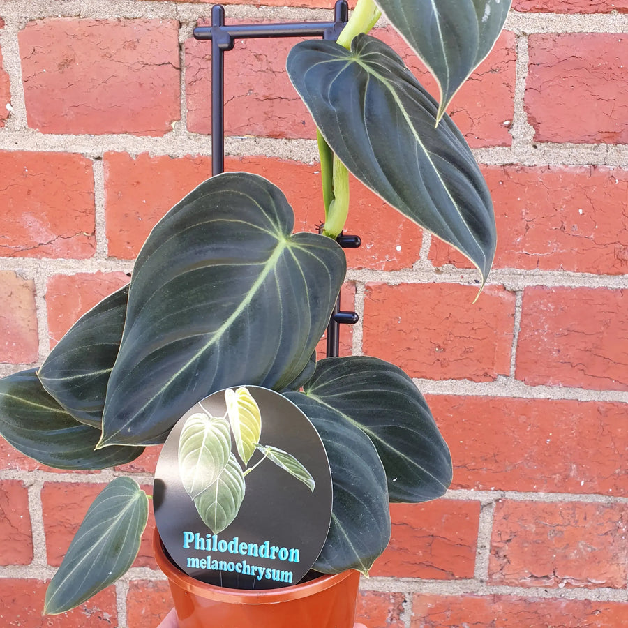 Philodendron Melanochrysum - 13cm pot Folia House