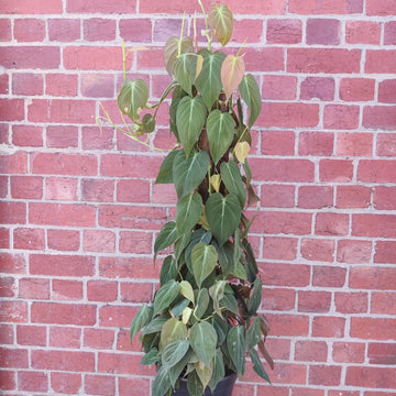 Philodendron Micans Velvet Leaf - 25cm Pot Folia House