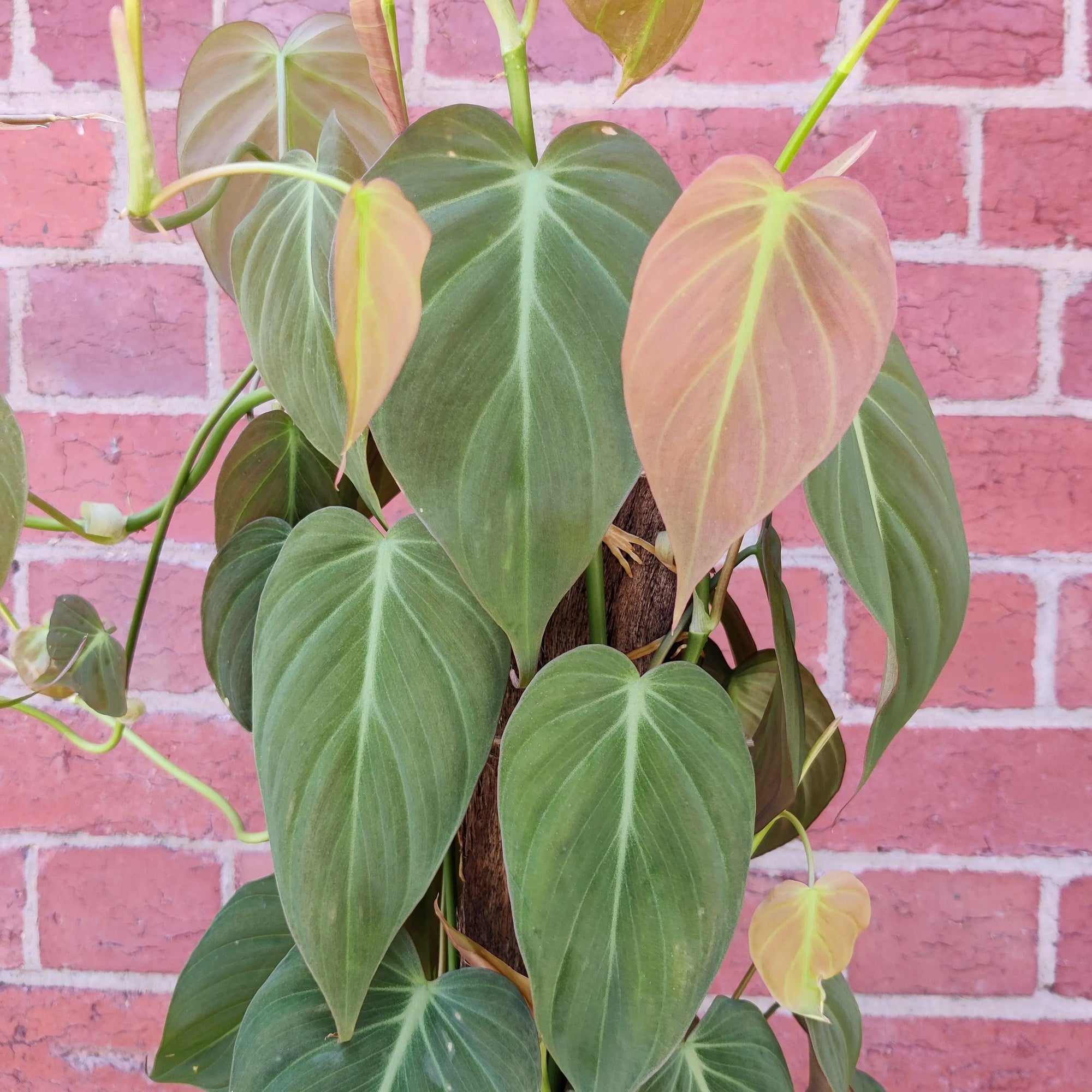 Philodendron Micans Velvet Leaf - 25cm Pot Folia House