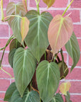 Philodendron Micans Velvet Leaf - 25cm Pot Folia House