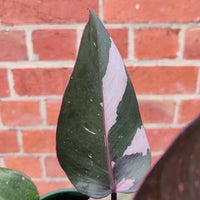 Philodendron Pink Princess - 13cm Pot Folia House