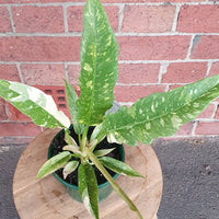 Philodendron Ring of Fire - 13cm pot Folia House