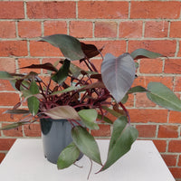 Philodendron Tatei Royal Queen - 20cm Pot Folia House