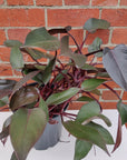 Philodendron Tatei Royal Queen - 20cm Pot Folia House