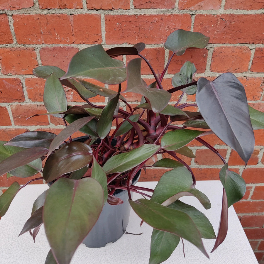 Philodendron Tatei Royal Queen - 20cm Pot Folia House