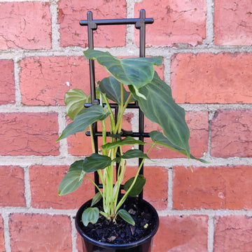 Philodendron Verrucosum - 10cm pot Folia House