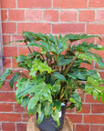 Philodendron Xanadu - 20cm Pot Folia House
