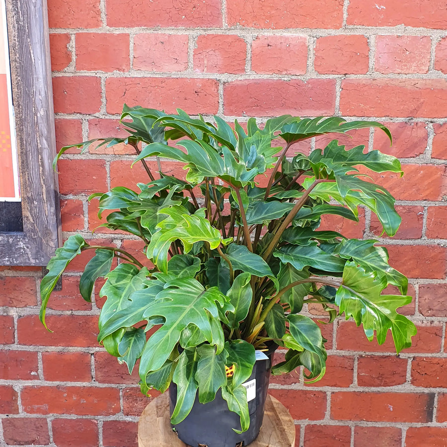 Philodendron Xanadu - 20cm Pot Folia House