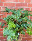 Philodendron Xanadu - 20cm Pot Folia House