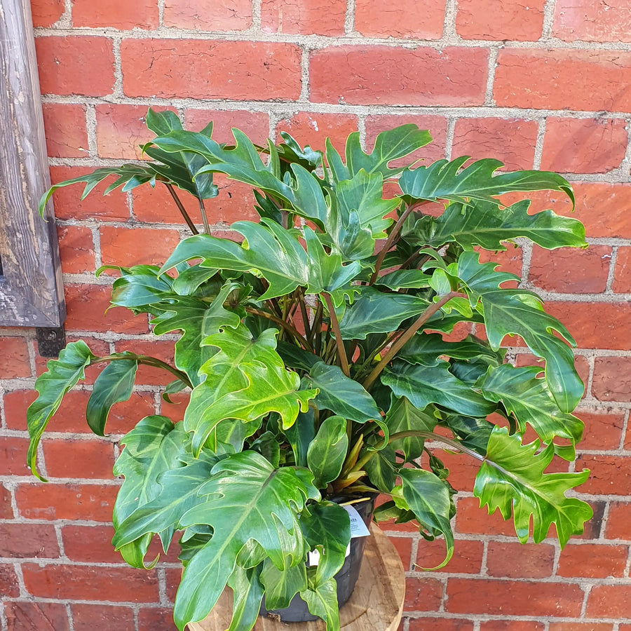 Philodendron Xanadu - 20cm Pot Folia House