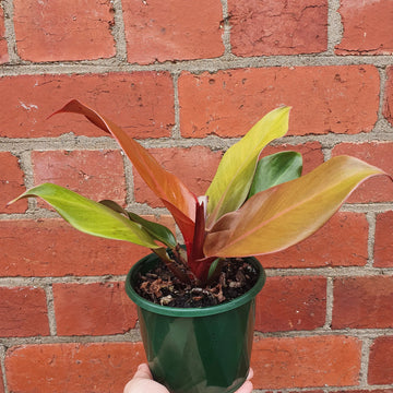 Philodendron red king- 13cm Pot Folia House