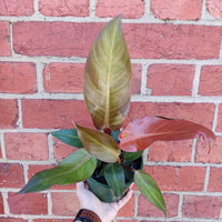 Philodendron sun red - 13cm Pot Folia House
