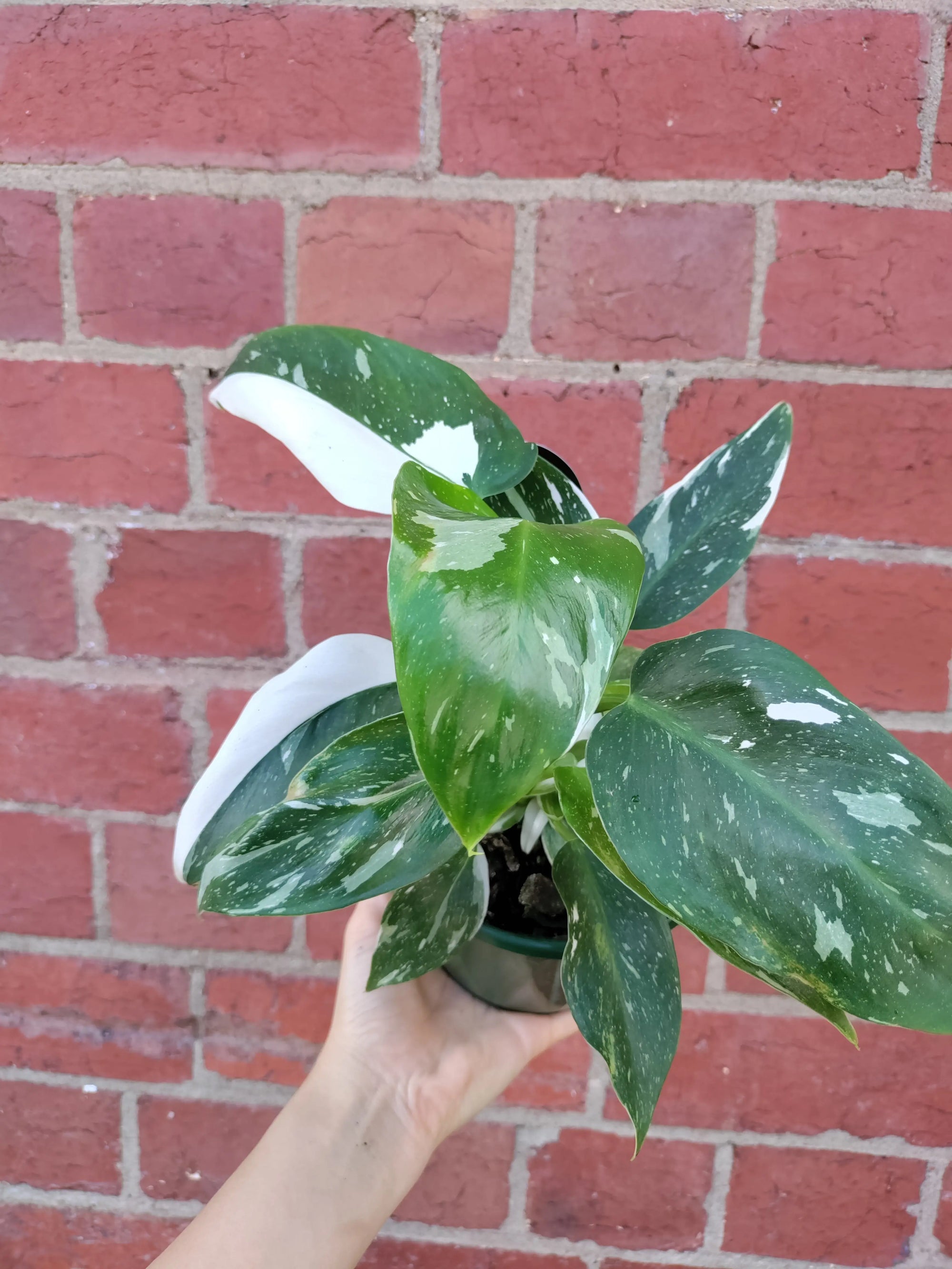 Philodendron white Princess - 13cm Pot Folia House