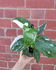 Philodendron white Princess - 13cm Pot Folia House