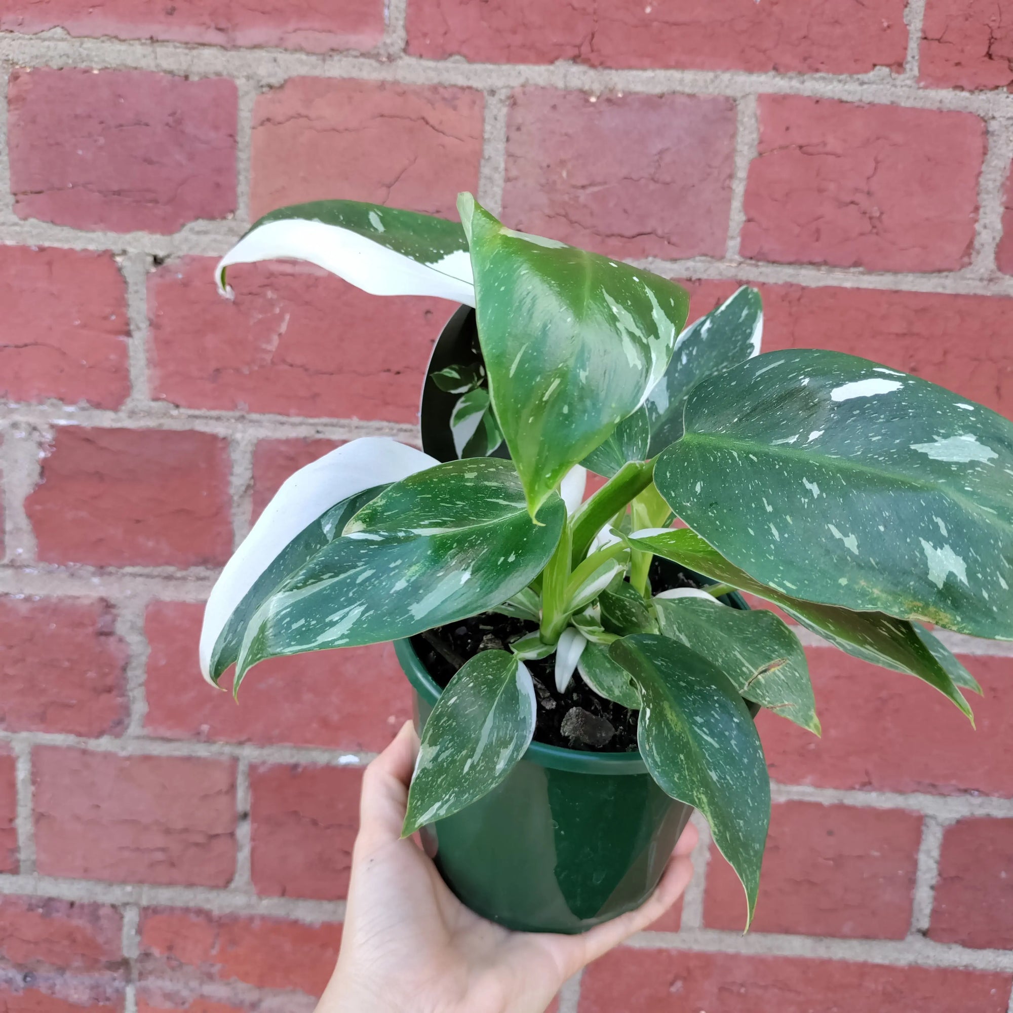 Philodendron white Princess - 13cm Pot Folia House