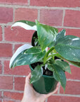 Philodendron white Princess - 13cm Pot Folia House