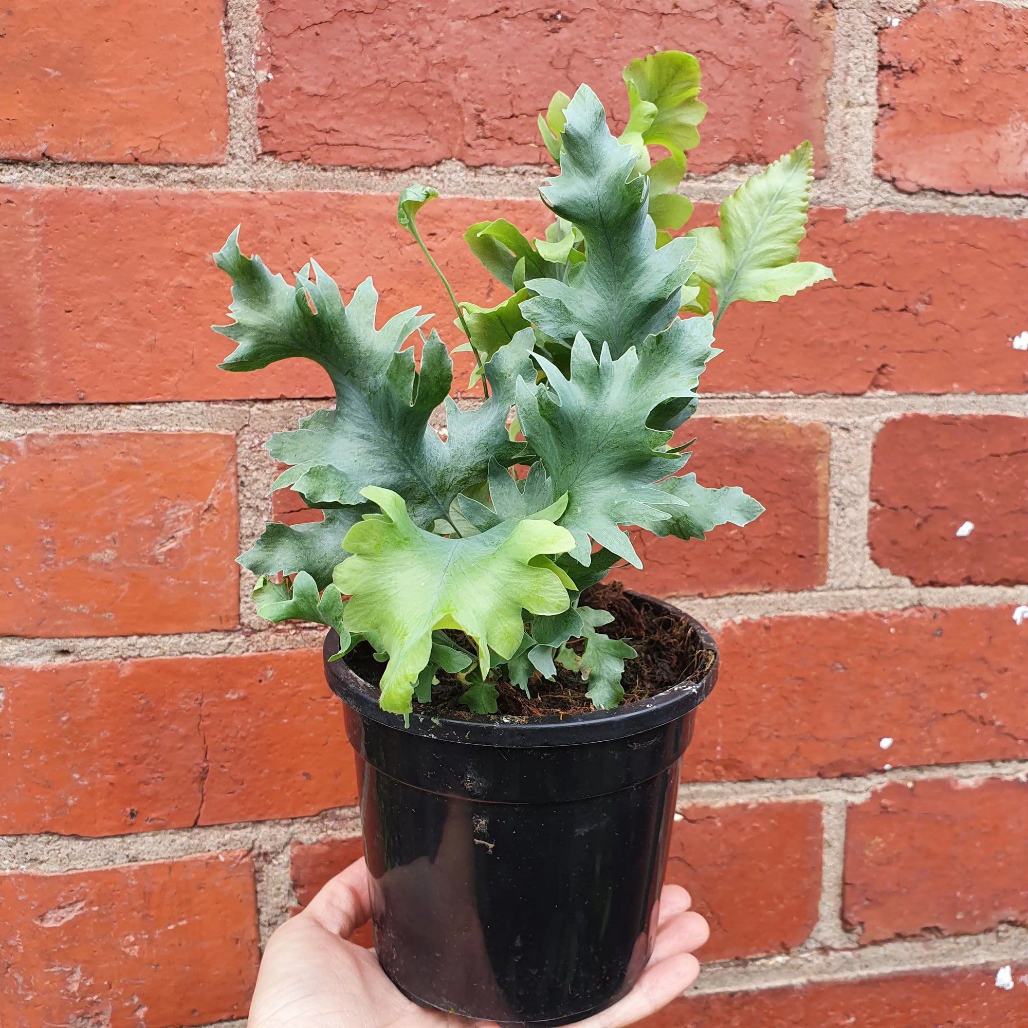 Phlebodium Davana (Davana Blue Star fern)- 13cm Pot Folia House