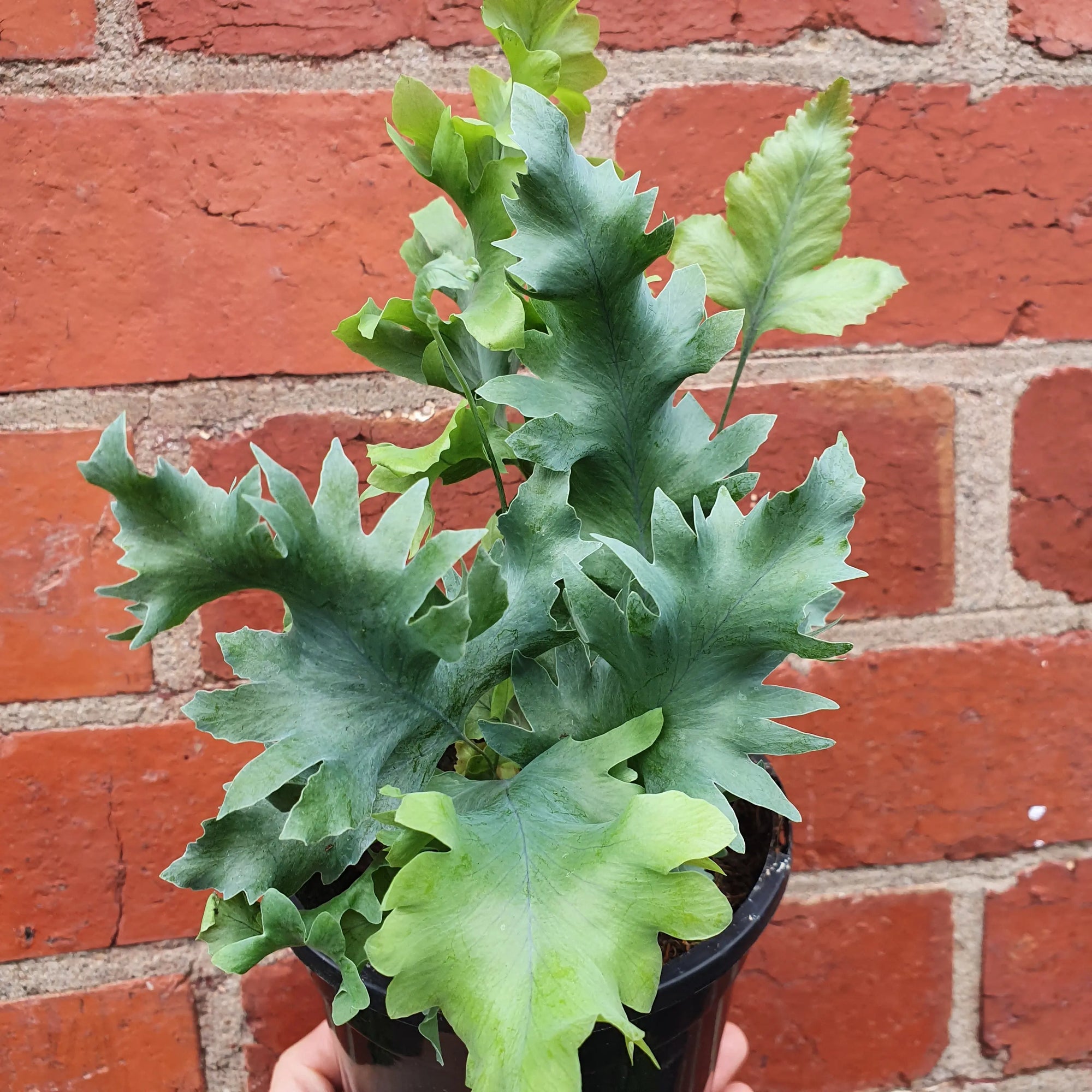 Phlebodium Davana (Davana Blue Star fern)- 13cm Pot Folia House