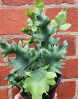 Phlebodium Davana (Davana Blue Star fern)- 13cm Pot Folia House