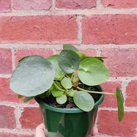 Pilea Peperomiodes (The Chinese Money Plant) - 13cm Pot Folia House