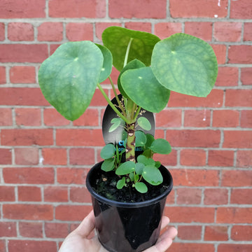 Pilea Peperomiodes (The Chinese Money Plant) - 10cm Pot Folia House