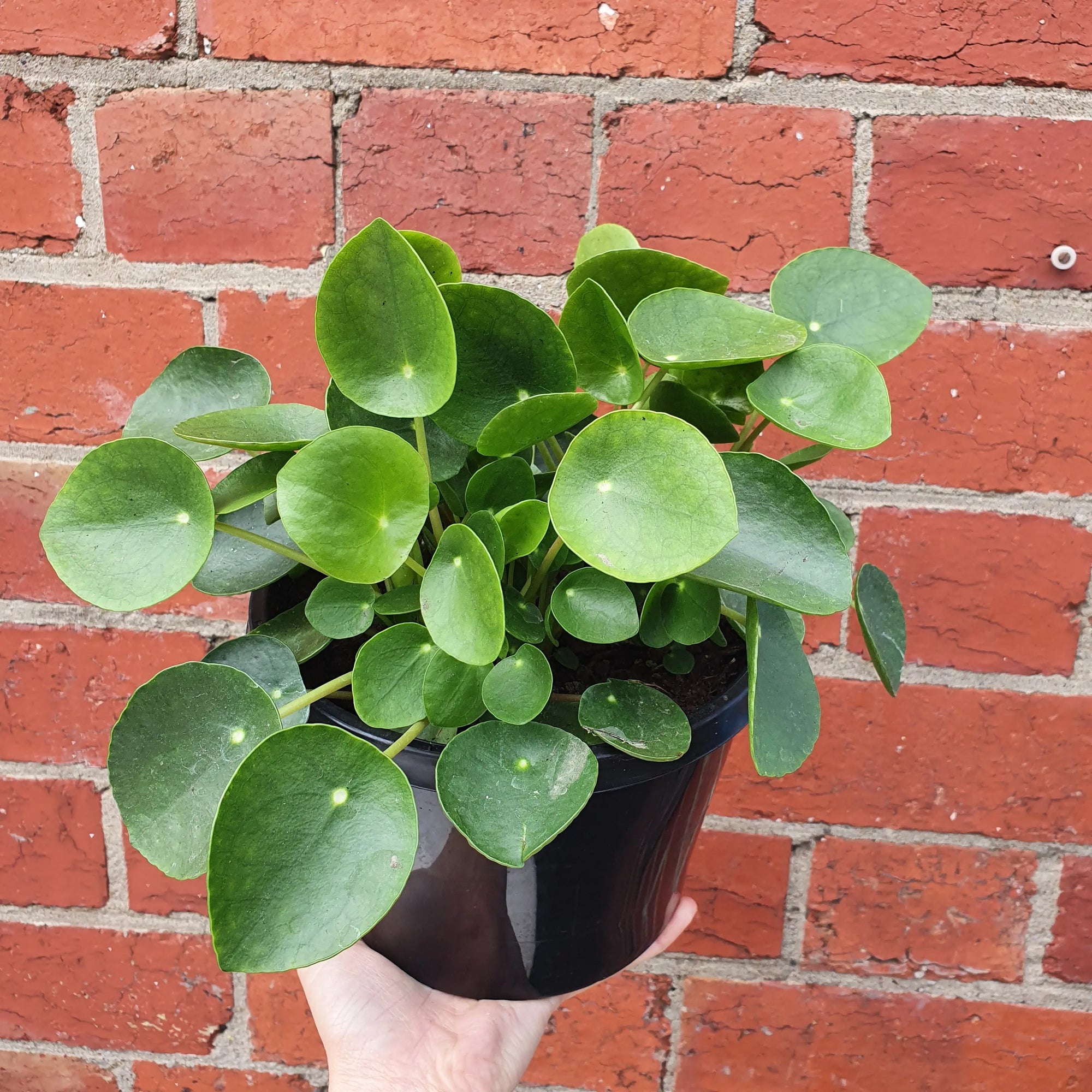 Pilea Peperomiodes (The Chinese Money Plant) - 17cm Folia House