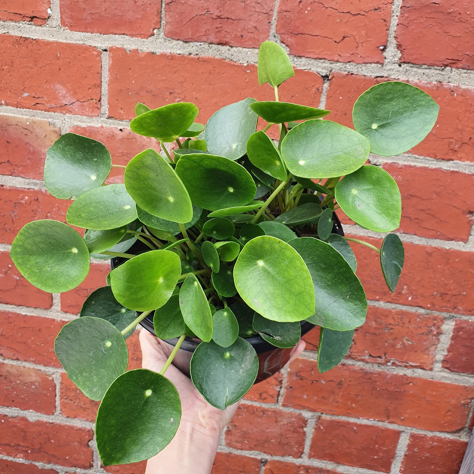 Pilea Peperomiodes (The Chinese Money Plant) - 17cm Folia House