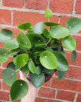 Pilea Peperomiodes (The Chinese Money Plant) - 17cm Folia House