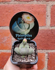 Pleisopilis Nellii Split Rock - 7cm pot Folia House