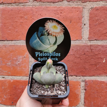 Pleisopilis Nellii Split Rock - 7cm pot Folia House