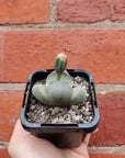 Pleisopilis Nellii Split Rock - 7cm pot Folia House