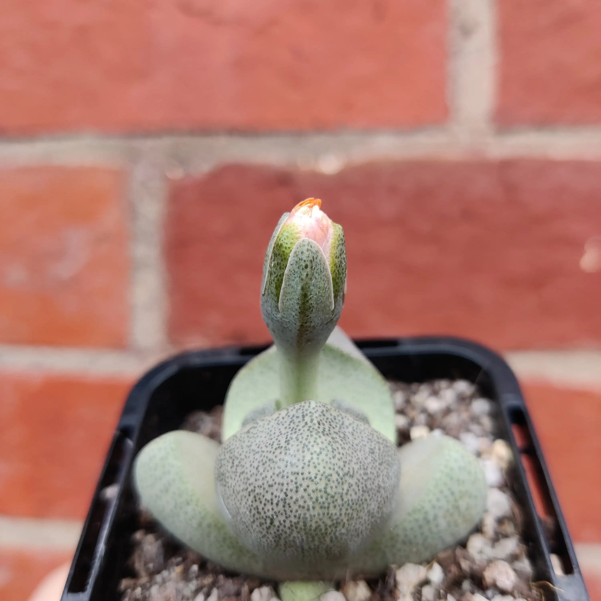 Pleisopilis Nellii Split Rock - 7cm pot Folia House