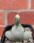 Pleisopilis Nellii Split Rock - 7cm pot Folia House